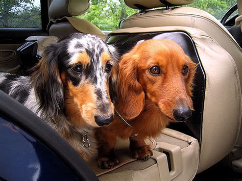 how to get dog hair off car seats