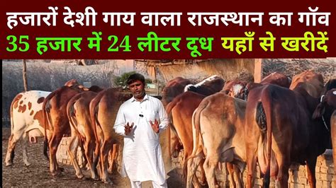 सहवल रठ व hf क शनदर गय खरद sahiwal rathi hf cow for sell deshi gay दश गय