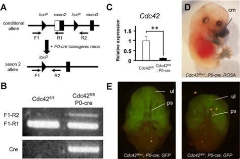 Generation Of Cdc42 Conditional Knockout Mice Download Scientific