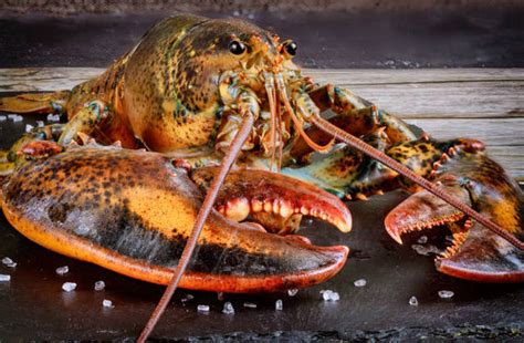 Crab Vs Lobster Which Is Better For A Seafood Boil