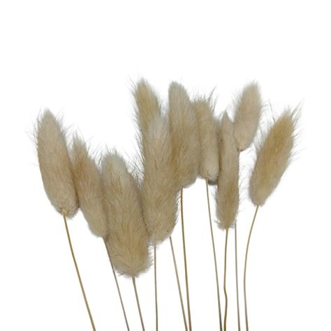 Premium Psd Dry Fluffy Bunny Tails Lagurus Flowers Element Isolated