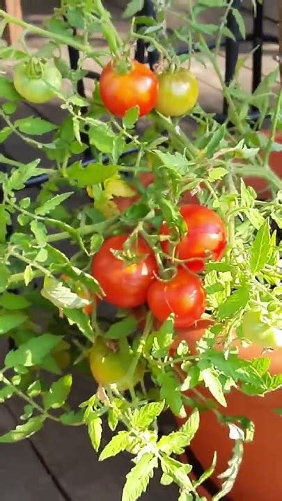 Томаты выращиваю в горшках на веранде! - YouTube