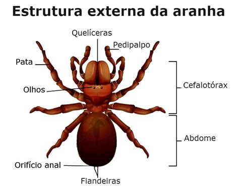 Artrópodes Tais Como Carrapatos Escorpiões As Aranhas E Os ácaros
