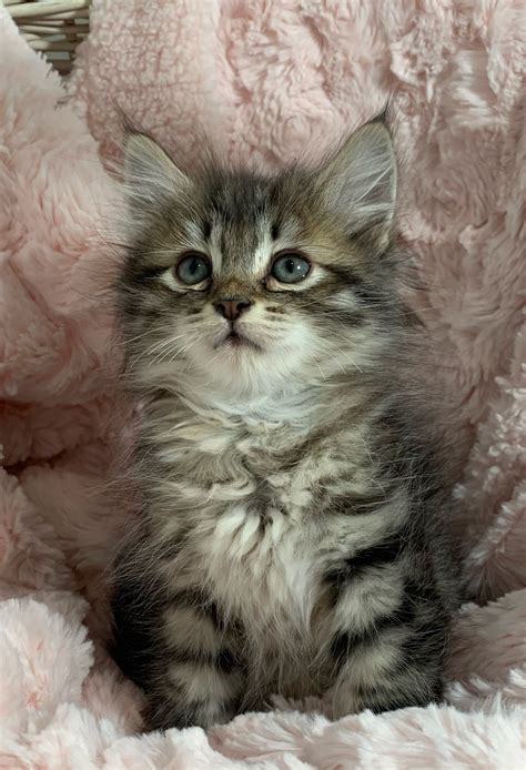 KITTENS — SIBERIAN BEST