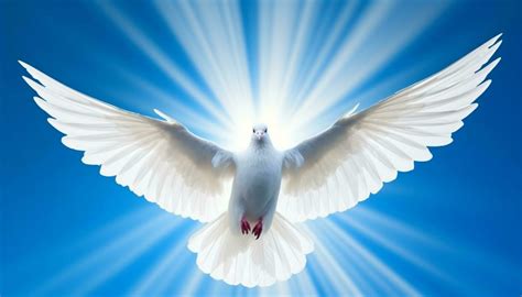 Holy Spirit Dove Stock Photos, Images and Backgrounds for Free Download