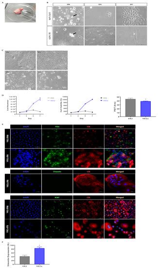 Ijms Free Full Text Isolation Of Vaginal Epithelial Cells In Preparation Of Autologous