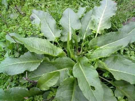 Щавель курчавый (102 фото) » НА ДАЧЕ ФОТО