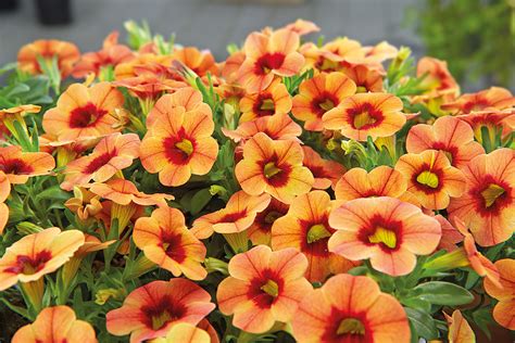 Калибрахоа цветы как выглядят фото