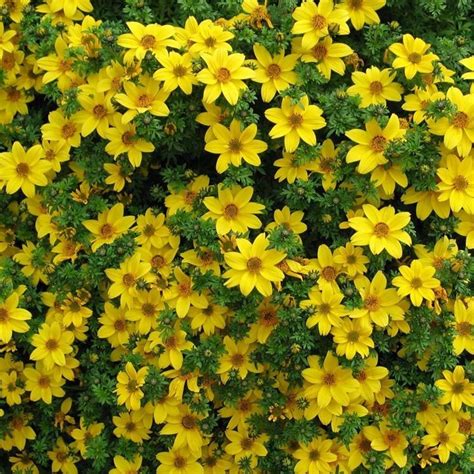 Bidens Piante Annuali