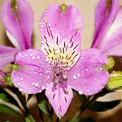 Beautiful Peruvian Lily | Alstroemeria Plants For Sale Online – Easy To ...