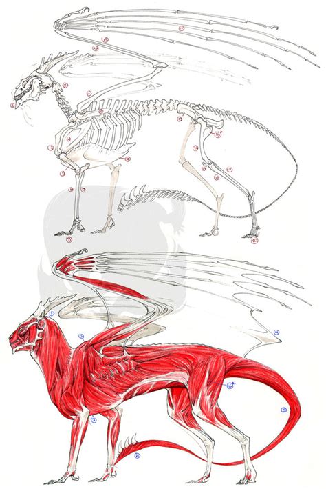 European Dragon Anatomy by FrancesLane on DeviantArt