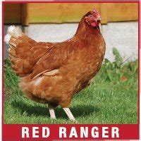 Chicken Red Ranger | Jabo's Ace Hardware