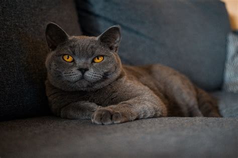 ciri ciri kucing british shorthair  merawat  harganya