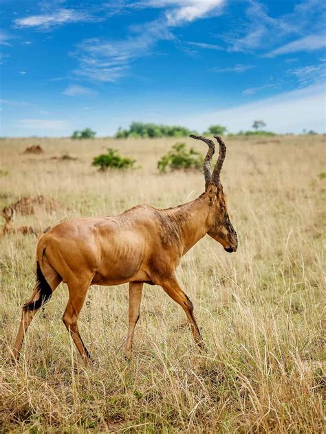 Complete african safari packing list checklist and guide – Artofit