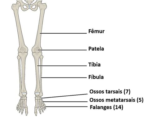 Nome Do Osso Da Perna - Fêmur Anatomia: Conheça A Fundo O Maior Osso Do Corpo Humano – FDJY