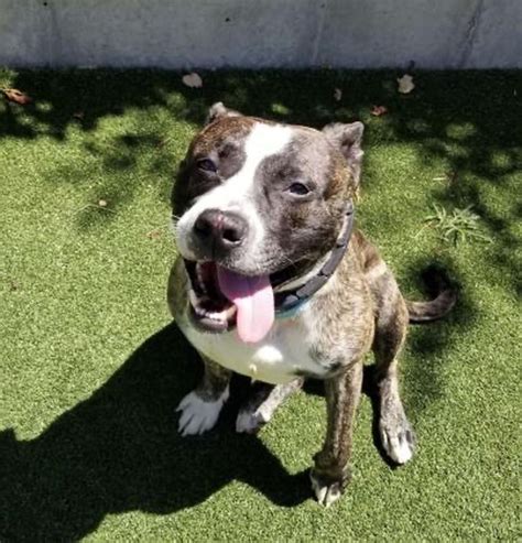 dog  initial rush  adoptions northeast ohio shelters   pets
