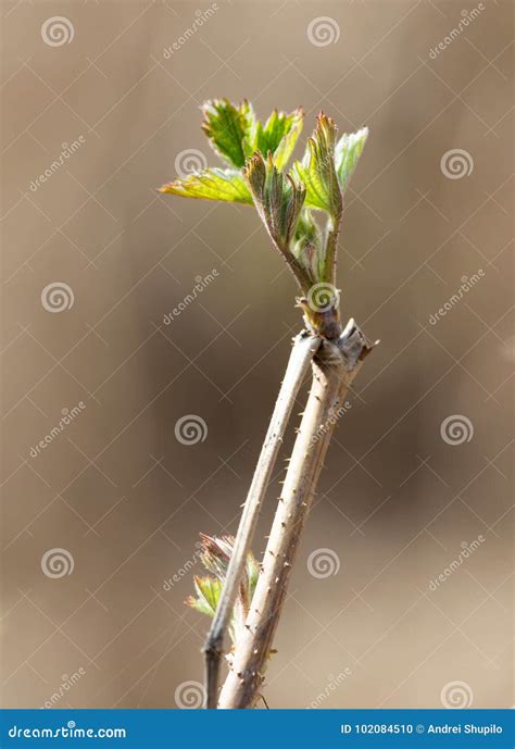 Small Pieces Of Raspberry Spring Stock Photo Image Of Flora Garden