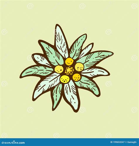 Edelweiss Flower Icon Vector Alpine Icon Flat Web Sign Symbol Logo