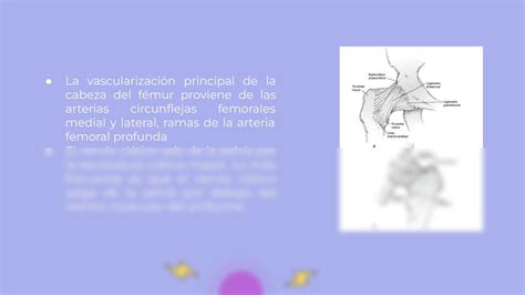 Solution Luxaci N De Cadera Y Osteocondritis 2 Studypool