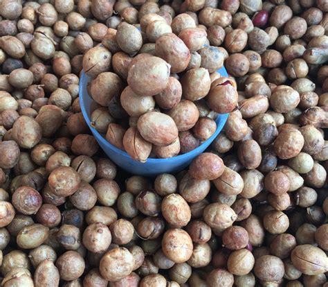 Vigna subterranea - Bambara Groundnut - Seeds