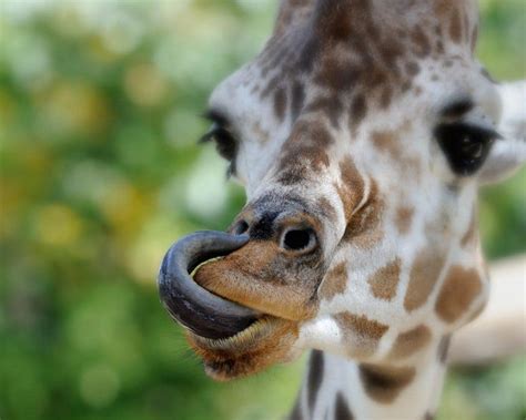 Where To See Giraffes in Africa