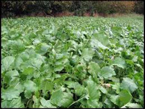 Purple Top Turnip Green Cover Seed