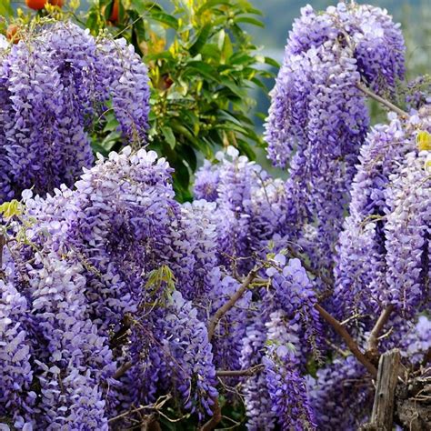 Buy Chinese Wisteria Wisteria Sinensis £799 Delivery By Crocus