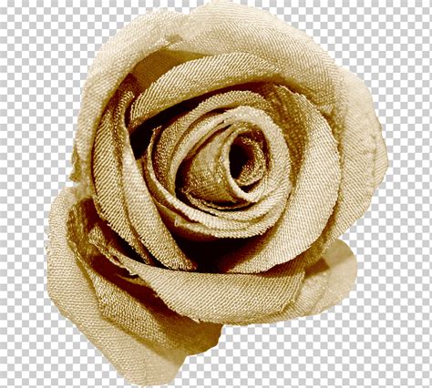 Rosas Jard N Playa Rosa Diverso Flor Material Png Klipartz