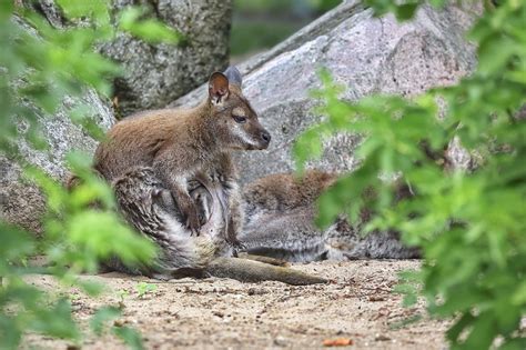 Bennetts Wallaby Joey Animal Free Photo On Pixabay Pixabay