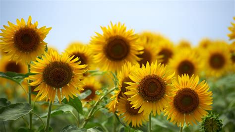 🔥 140 Field Of Sunflowers Wallpapers Wallpapersafari