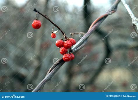 Framboesas De Viburno Vermelhas Em Ramos Secos Foto De Stock Imagem