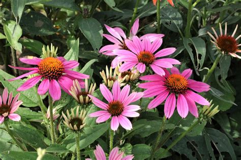 Pink Coneflowers In Garden Free Stock Photo - Public Domain Pictures