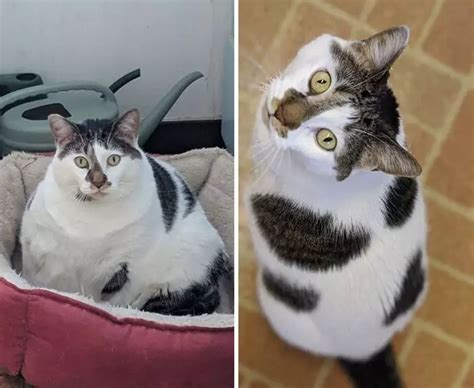 30 Heartwarming Fat Cat Weight Loss Transformations