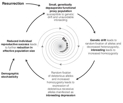 The Re Extinction Vortex Based On The Extinction Vortex For Extant