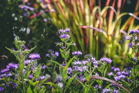 Blue Mist Spirea Petitti Garden Centers