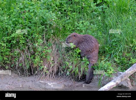 Beaver In The Wild Stock Photo Alamy