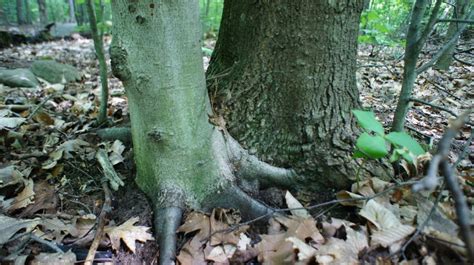 maple beech forest lewisboro field guide