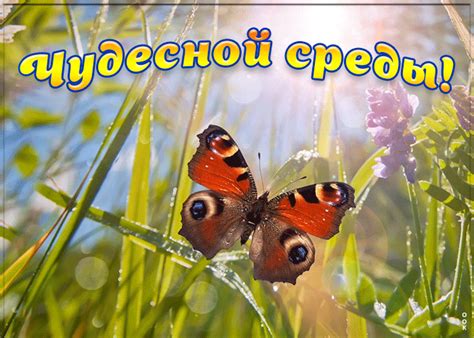 chudesnoy sredy zhelayu ot dushi otkrytki onlayn