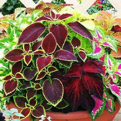 Solenostemon Scutellarioides Cv Coleus Rainbow Mix Seeds X Ole