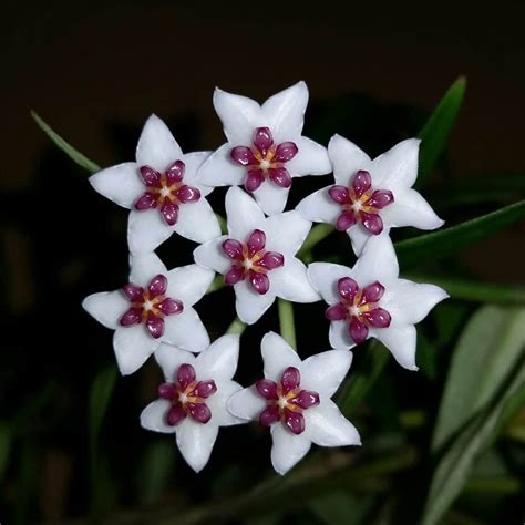 Wax Flower: Characteristics, Care, Tips and more