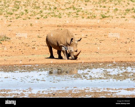 A White Rhino By A Watering Hole In Southern African Savanna Stock