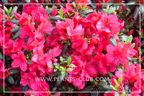 Рододендрон (Азалия японская ) Марушка или Rhododendron (Azalea ...