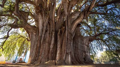 Diario del Yaqui Conoce el árbol considerado como el más antiguo de