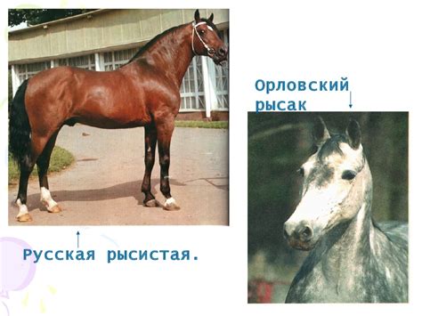 Породы лошадей - online presentation