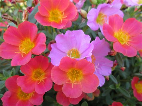 Безплатна снимка : цвете, лилаво, венчелистче, червен, парк, градина ...