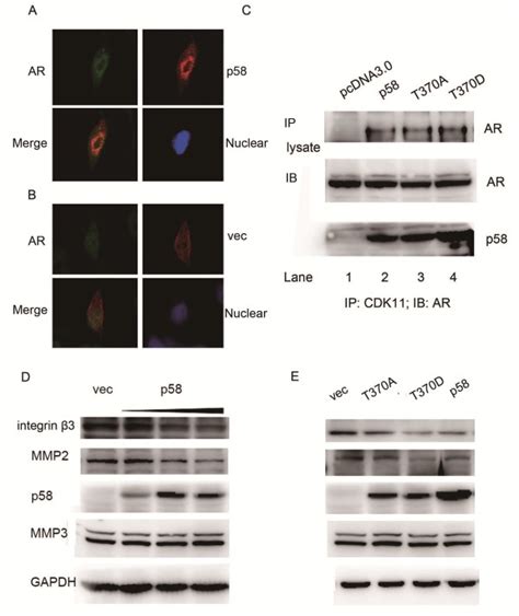 Cdk P Inhibited The Expression Of Integrin And Mmp A B Lncap