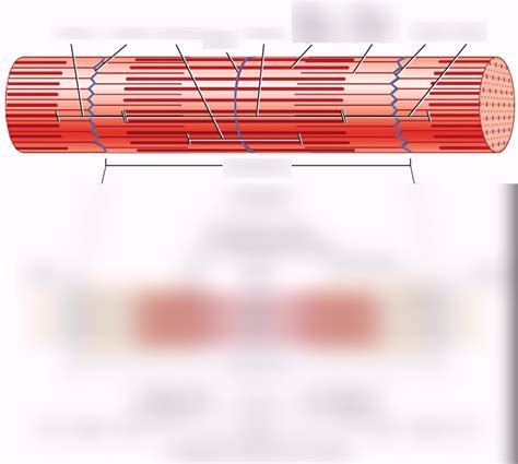 Sarcomere Diagram Quizlet