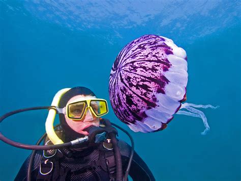 Black Sea Jellyfish Species