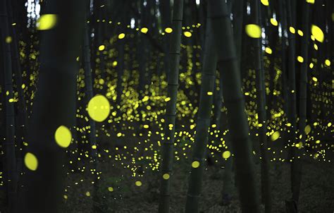 World Firefly Day: Protect our glowing friends! - CGTN