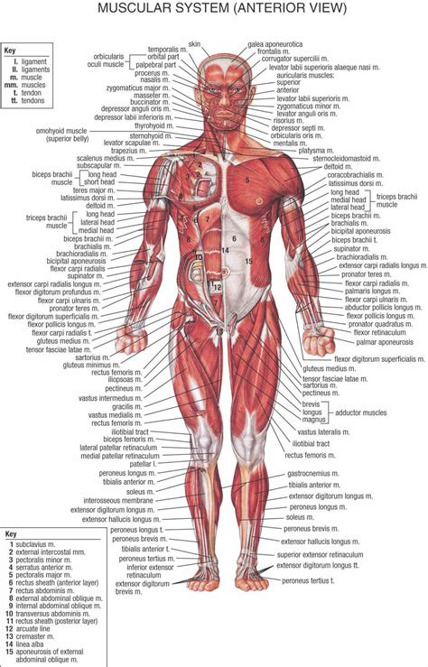 Major Systems Of Human Body Anatomy | MedicineBTG.com